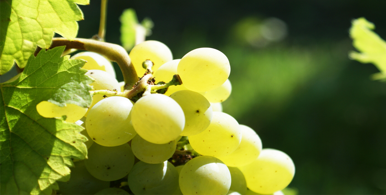 Silhouette of a bunch of white grapes
