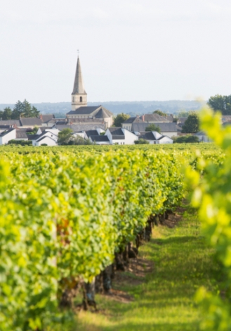 Poster of Saint-Nicolas-de-Bourgueil, a smooth and fruity wine