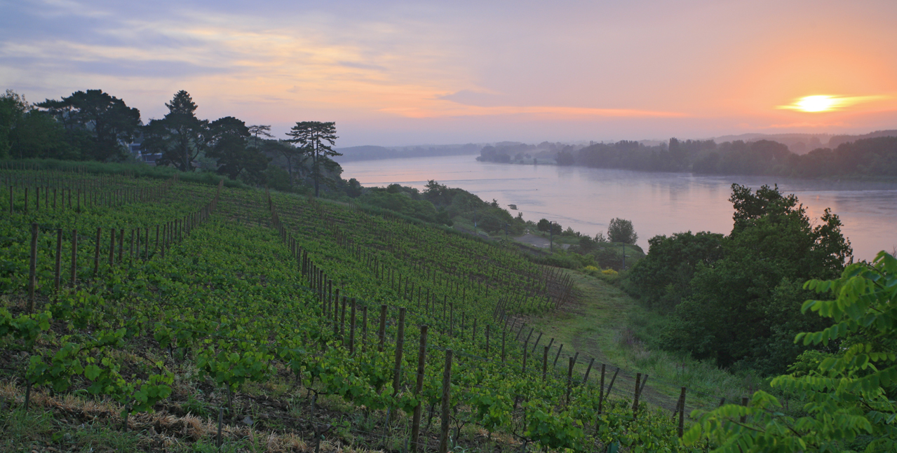 Sunset over the vineyards and banks of the Loire